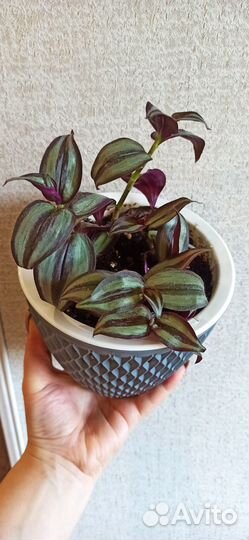 Традесканция фиолетовая