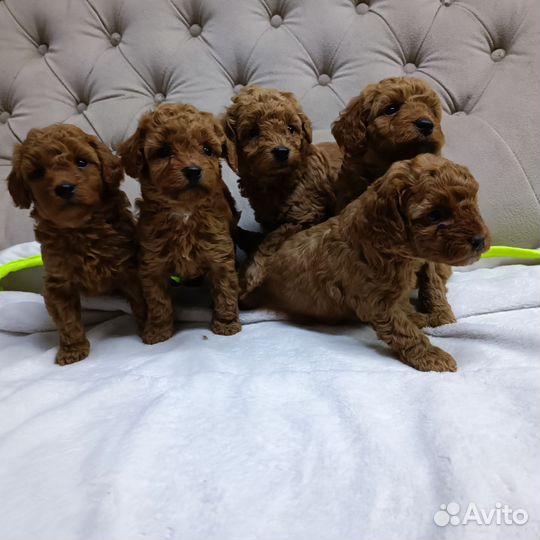 Щенки пуделя