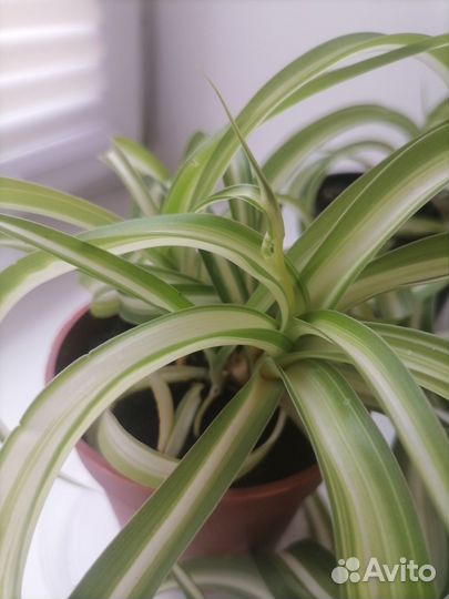 Хлорофитум кучерявый