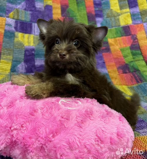 Шоколадка мини