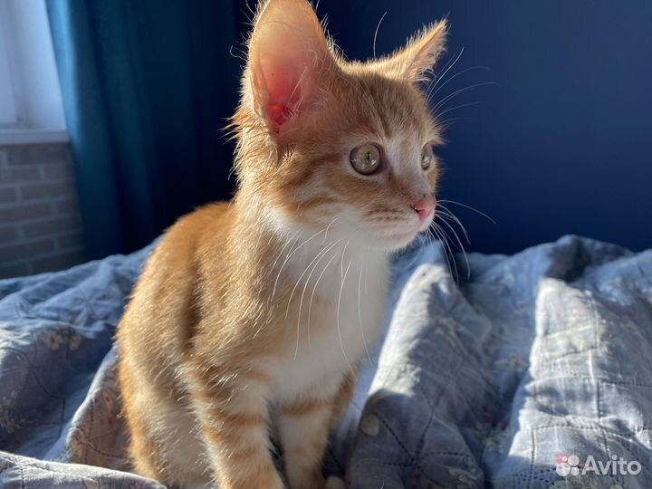 Котёнок - солнышко