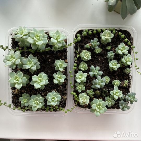 Суккуленты