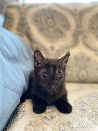 Котик чаузи ф1 гризли