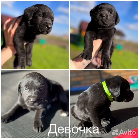 Метис лабрадора в добрые руки