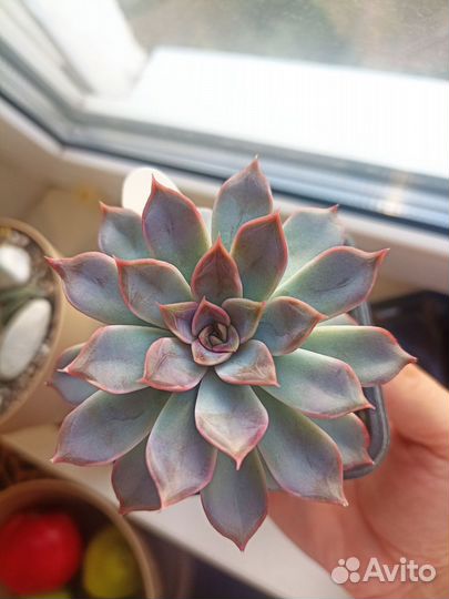 Кактусы и суккуленты