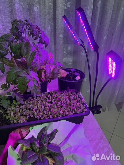 Фитолампа для растений