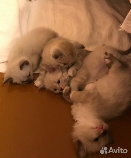 Котята Невской Маскарадной