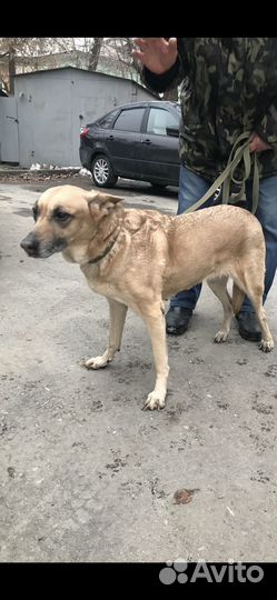 Собака в добрые руки