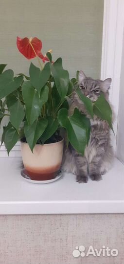 Сибирская кошка бесплатно