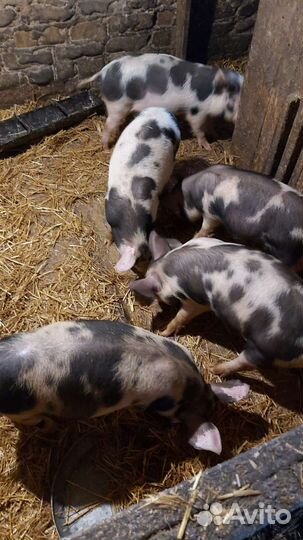 Мясо свинина домашняя