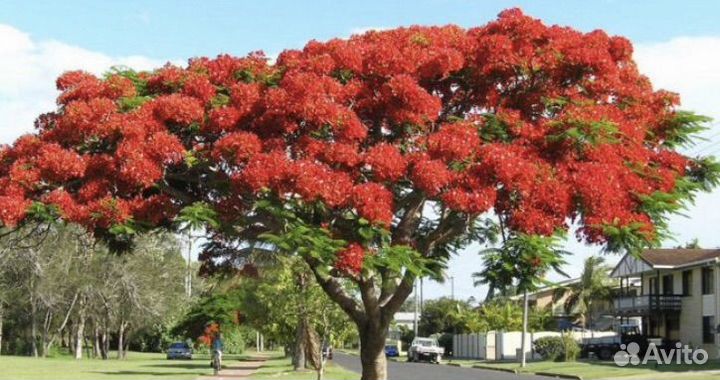 Тюльпановое дерево