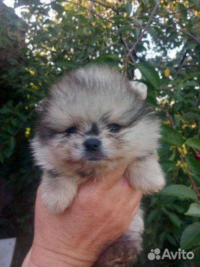 Микро померанец