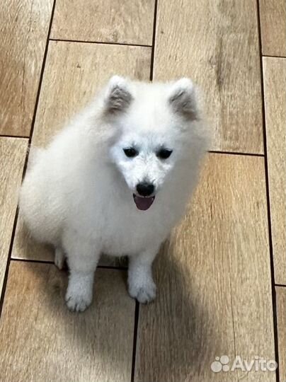 Щенки японского шпица