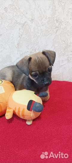 Той-терьер щенок