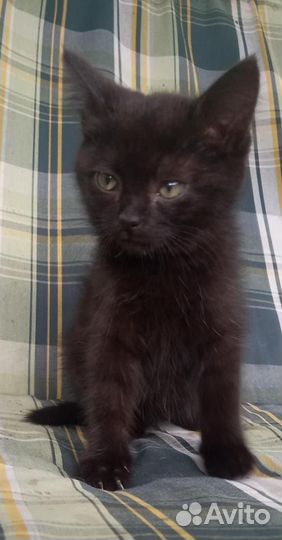 Котенок малышка чернышка 3 месяца в добрые руки