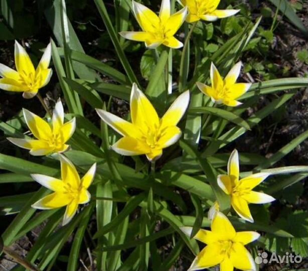 Ботанический тюльпан луковицы для посадки