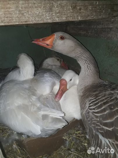 Домашние животные