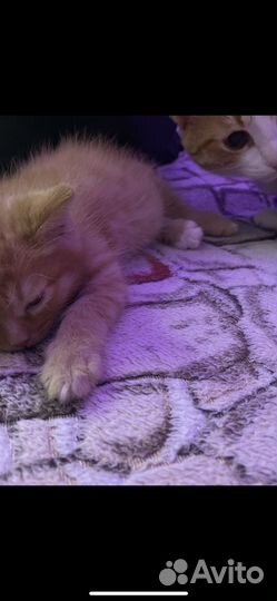 Рыжий котенок мальчик