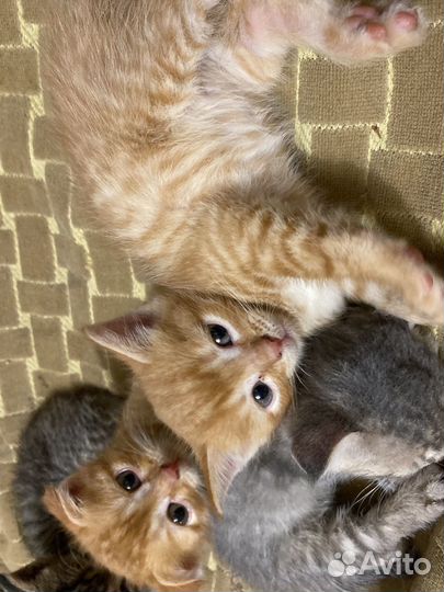 Котята в добрые руки