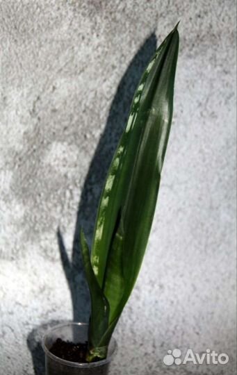 Сансевиерии сортовые