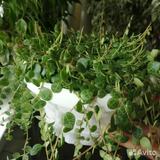 Пеперомия прострата