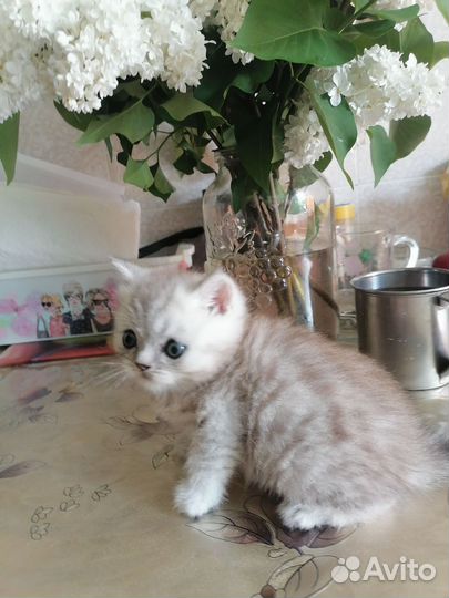 Британские котята