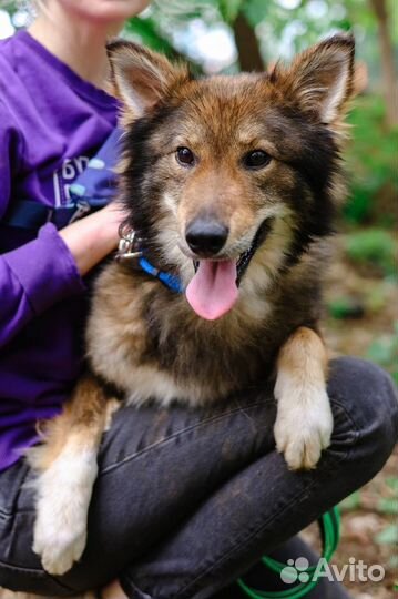 Ждёт хозяев