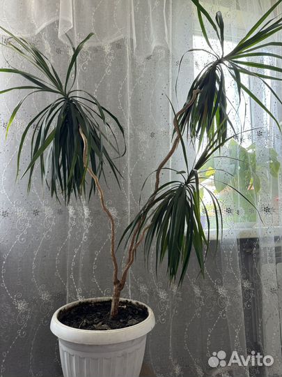 Пальма драцена