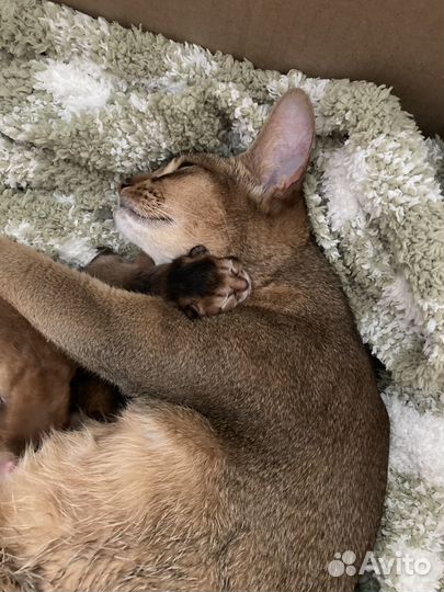 Абиссинские котята