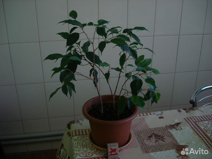 Фикус Бенджамина