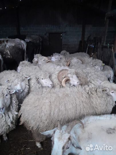 Овцы бараны козы