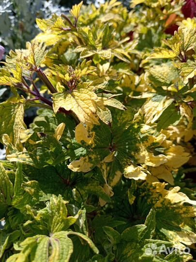 Колеусы вегетативные