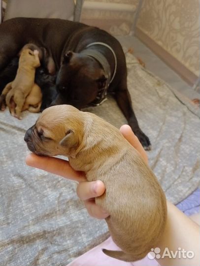 Щенки питбультерьера