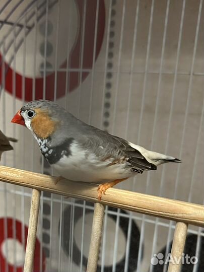 Амадин Самец