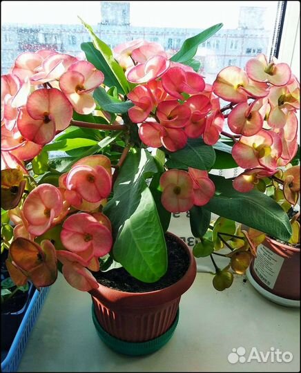 Эуфорбия, молочай Миля