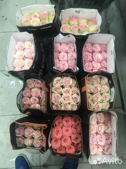 Розы Цветы Букет Доставка