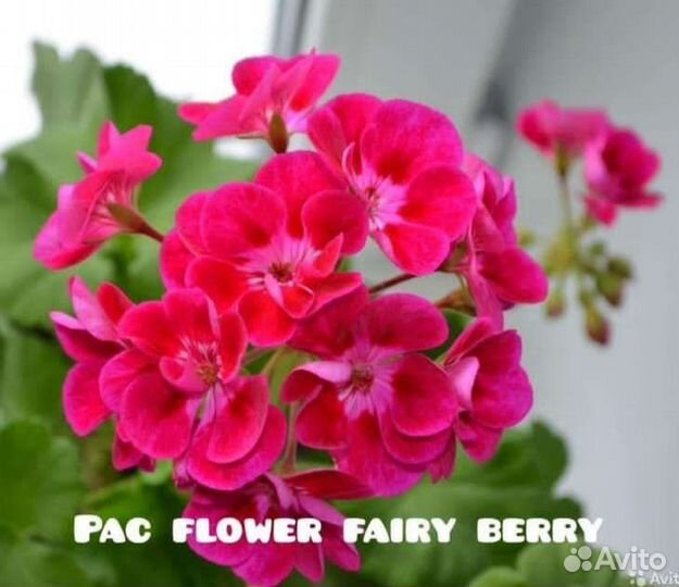 Пеларгония герань, много сортов