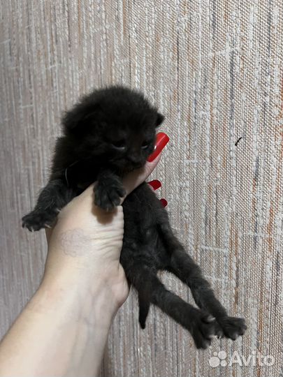 Котята бесплатно