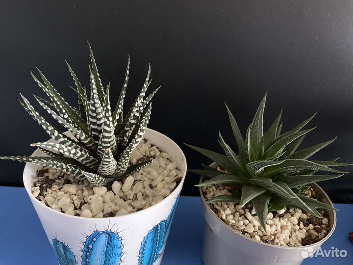 Суккуленты