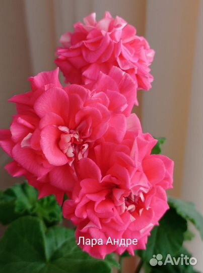 Пеларгония Lara Andrea
