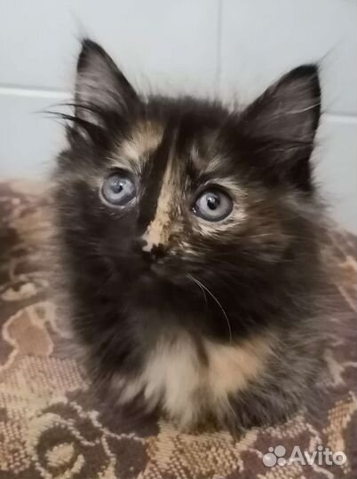 Соня ищет дом