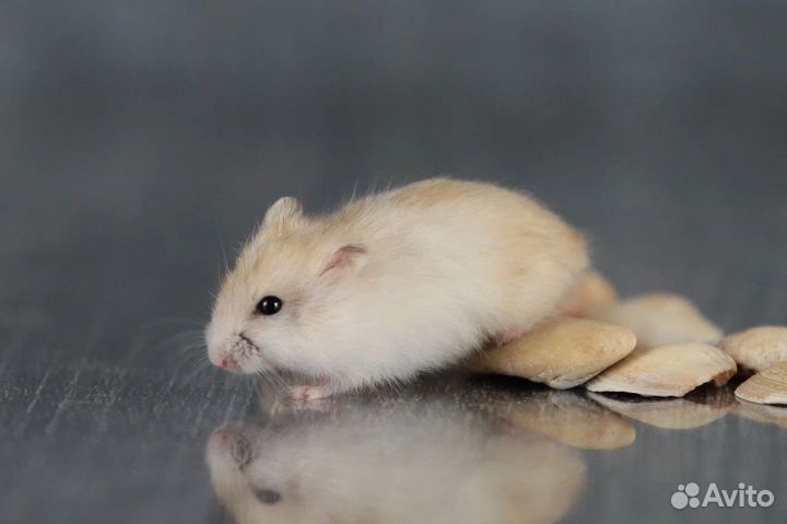 Джунгарский хомяк Ручные малыши Доставка