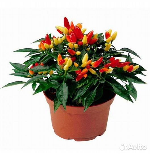 Перец декоративный комнатный