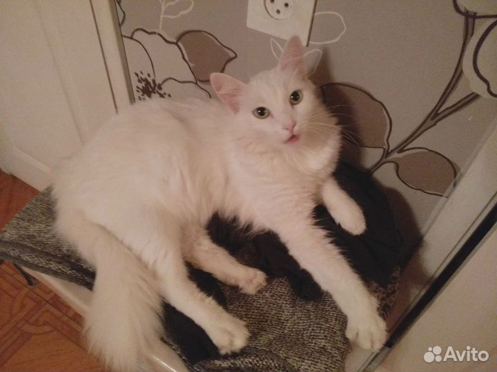 Отдам Ангорскую кошку в хорошие руки