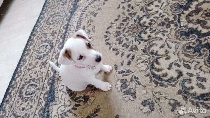 Щенки джек рассел терьер девочка