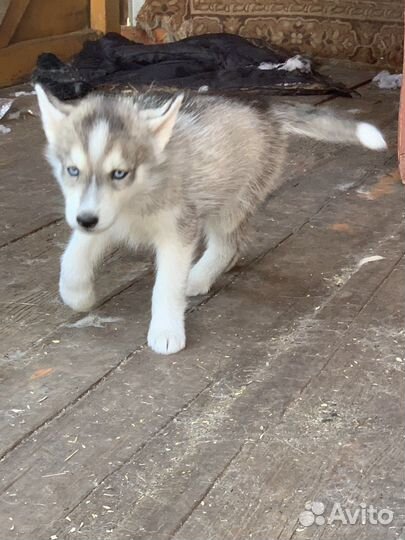 Щенки хаски