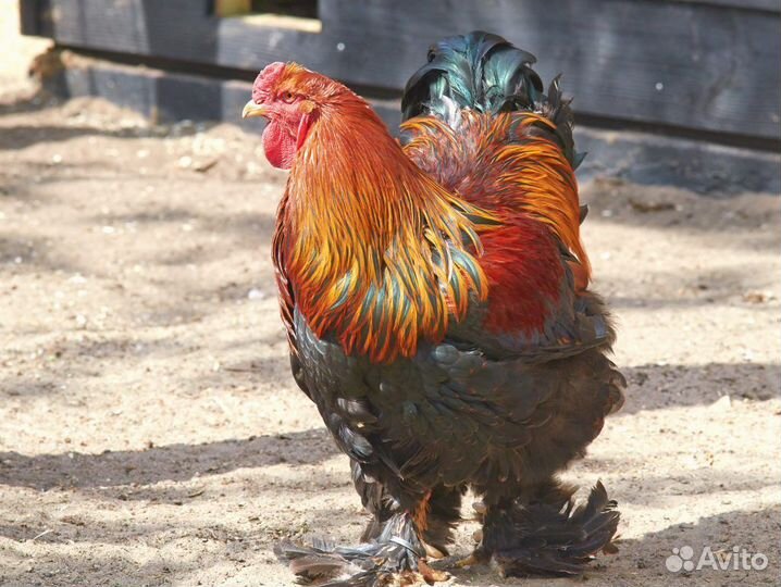 Петухи брамы куропатчатой