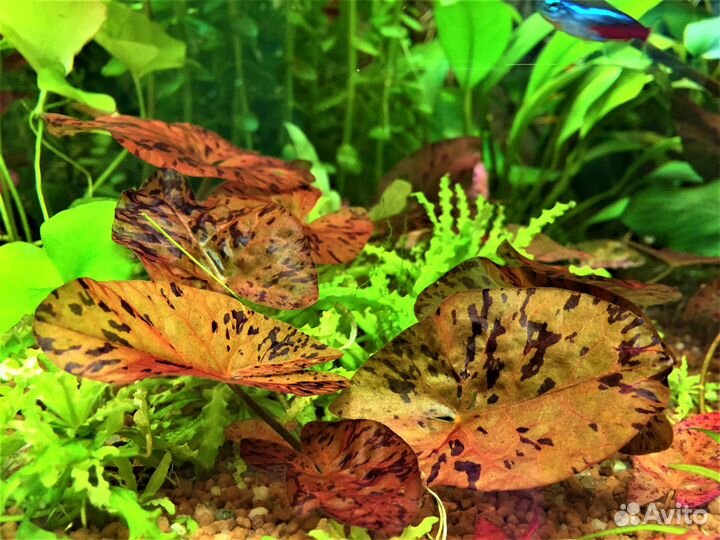 Аквариумные растения, рыбки, креветки