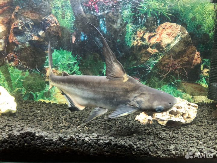 Аквариумные рыбки