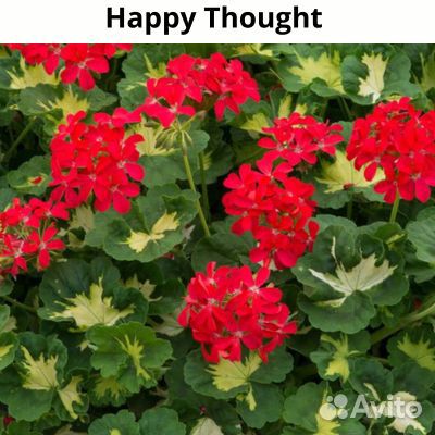 Пеларгонии сортовые